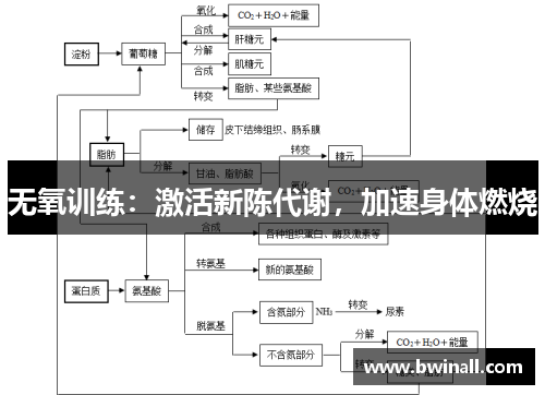 无氧训练：激活新陈代谢，加速身体燃烧